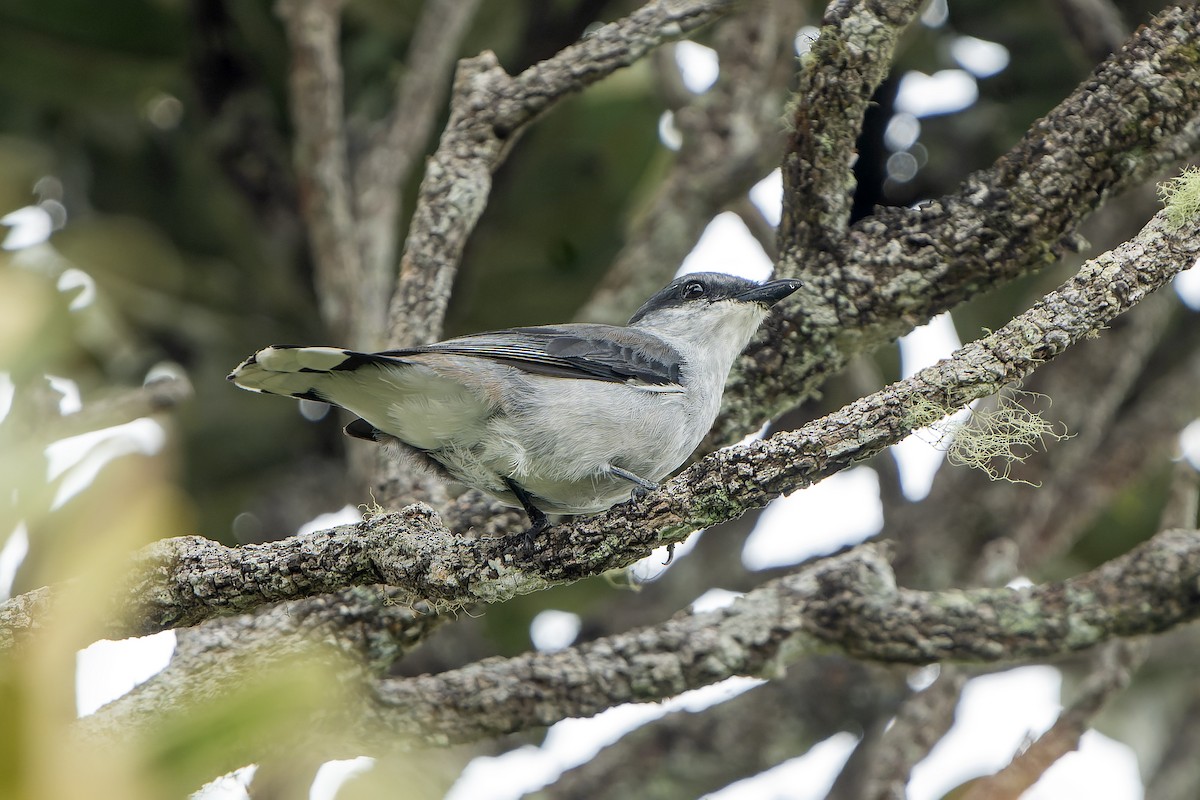Oruguero de Mauricio - ML647180205