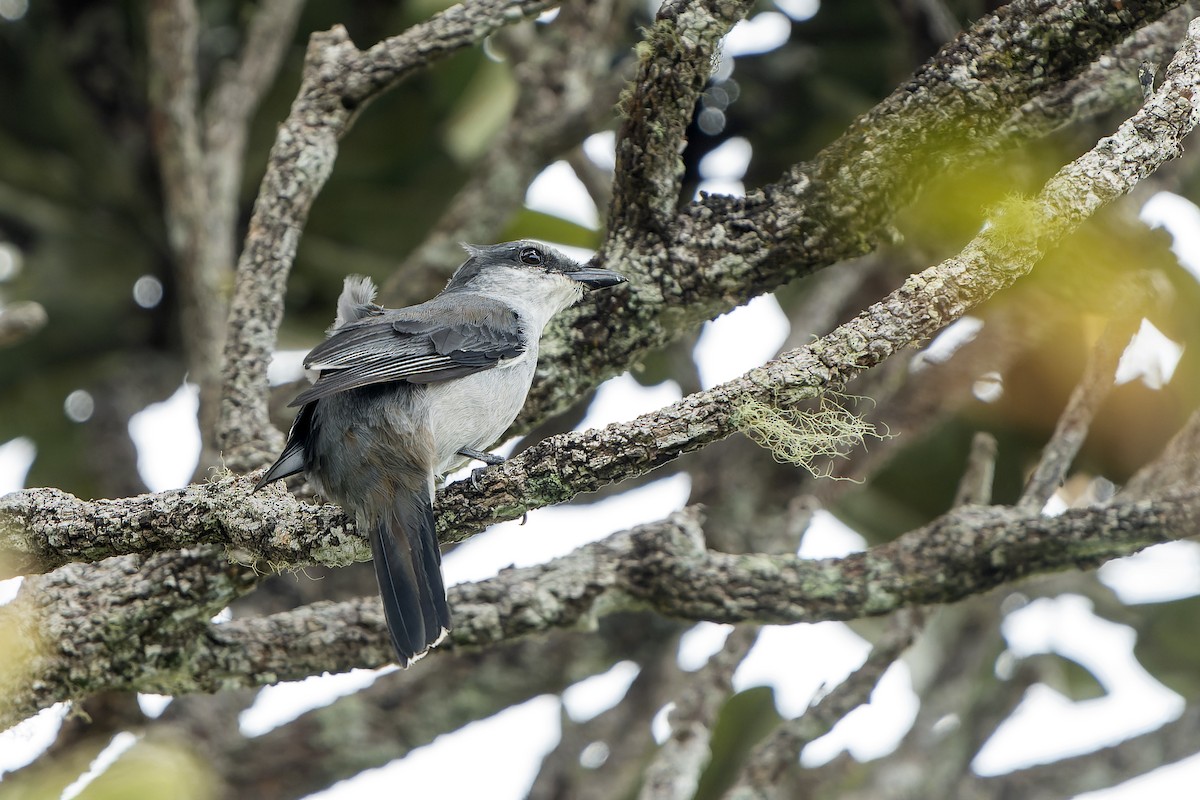 Oruguero de Mauricio - ML647180206