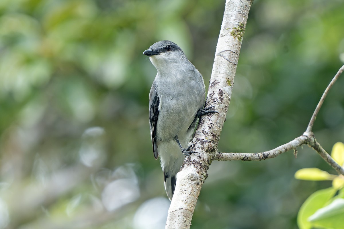 Oruguero de Mauricio - ML647180207