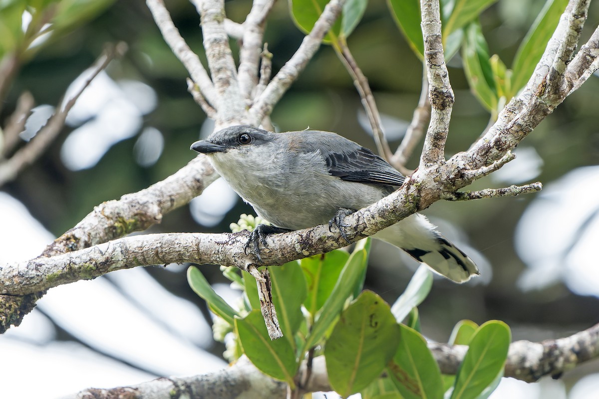 Oruguero de Mauricio - ML647180208