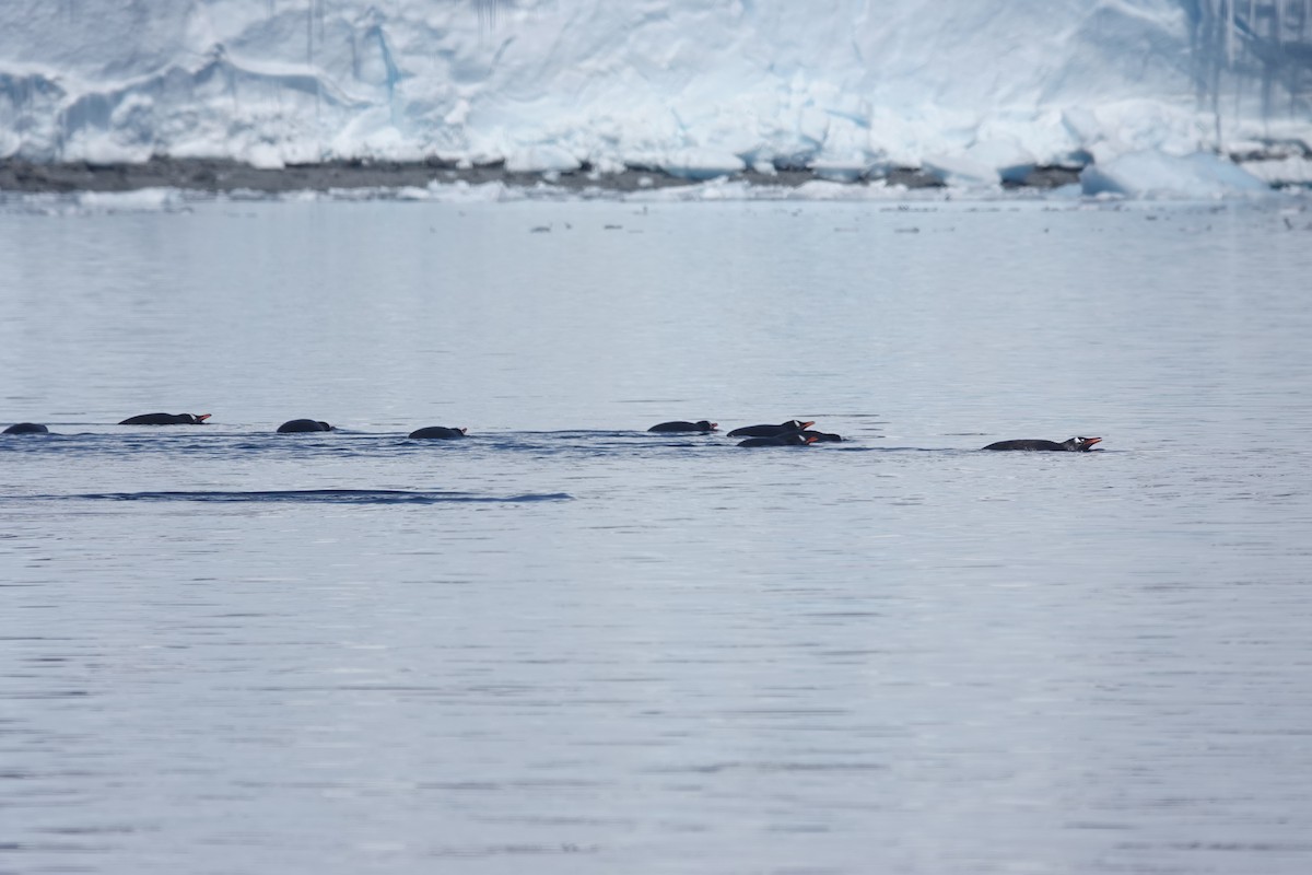 Pingüino Juanito - ML647180210