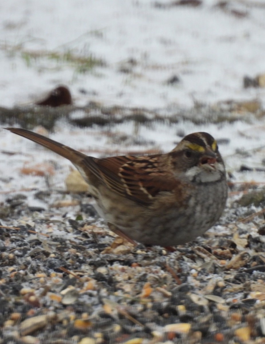Chingolo Gorjiblanco - ML647180211