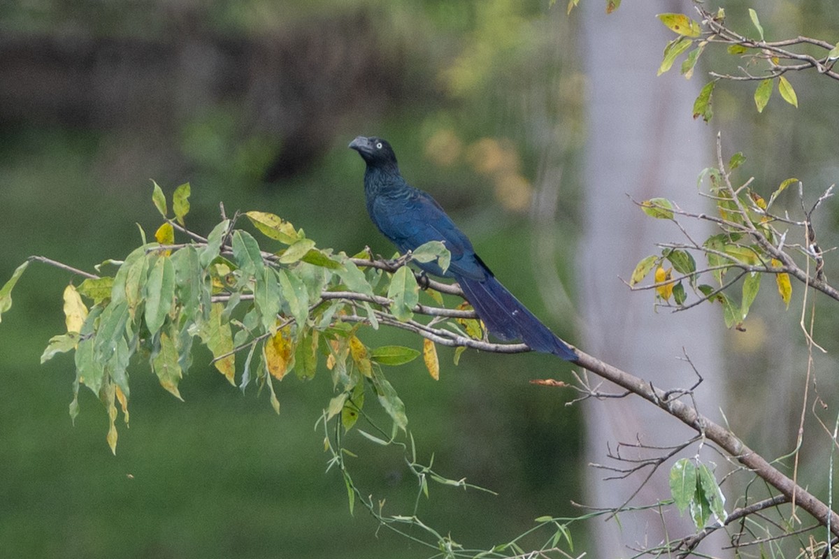 Garrapatero Mayor - ML647180212