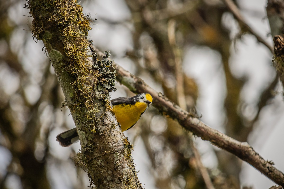 Candelita Adornada - ML647180214