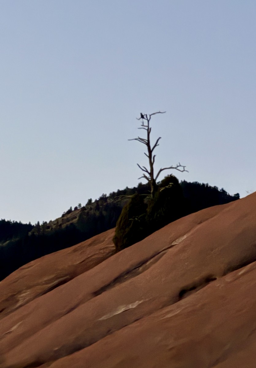 Búho Americano - ML647180216