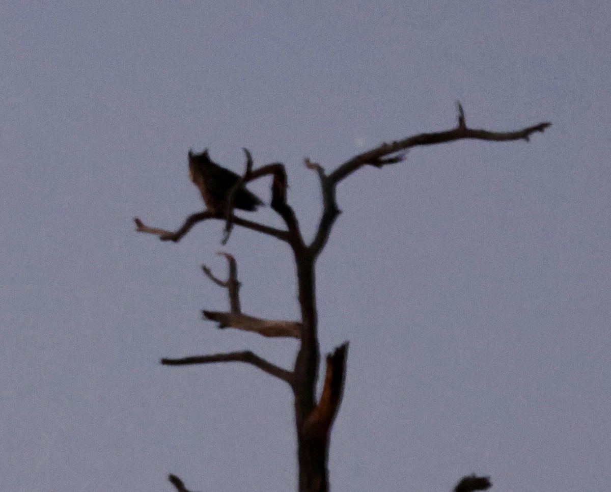 Búho Americano - ML647180217