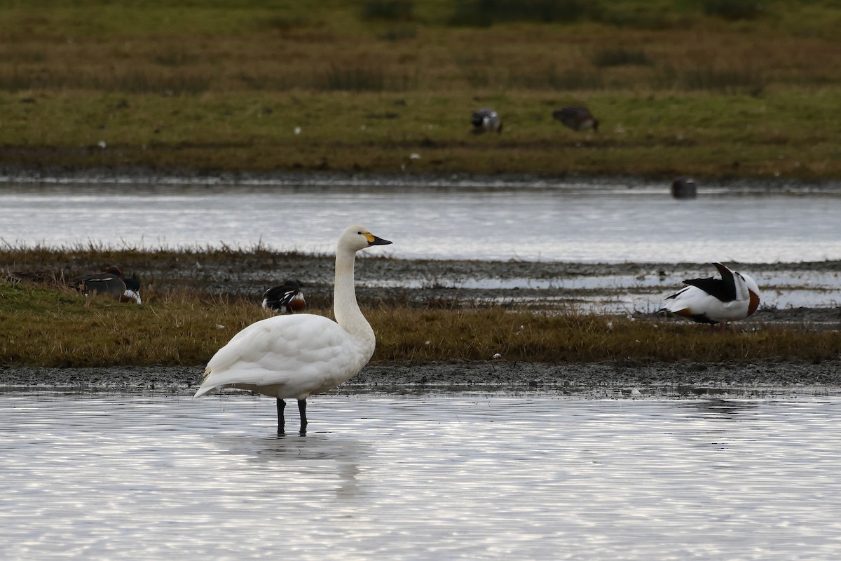 Cisne Chico - ML647180218