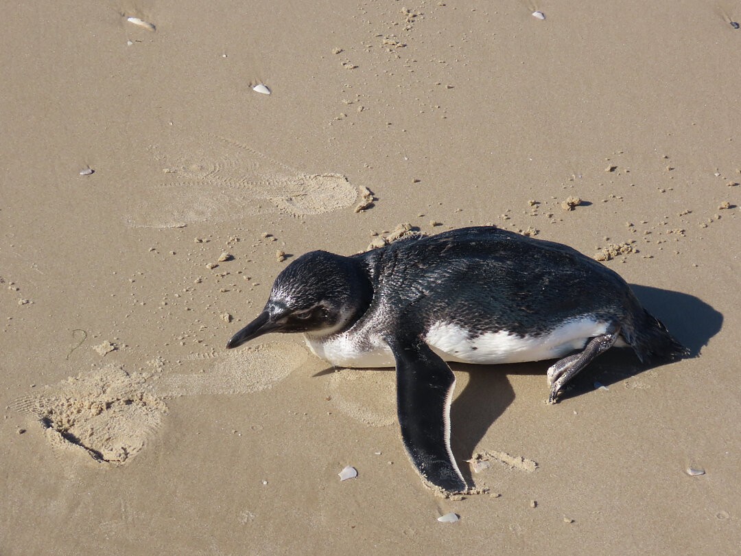 Pingüino Magallánico - ML647180220