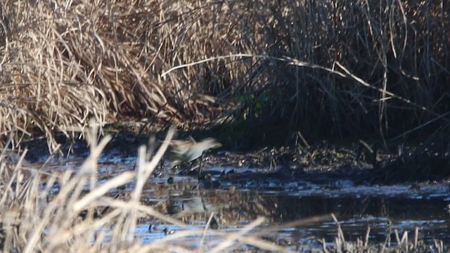 Polluela Australiana - ML647180221