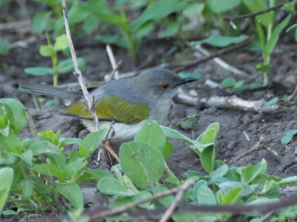 Green-backed Camaroptera (Gray-backed) - ML647180224