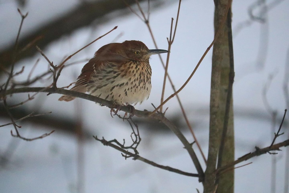 Cuitlacoche Rojizo - ML647180249