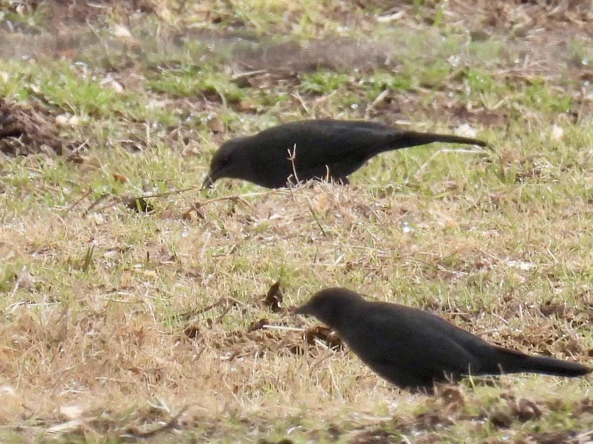 Brewer Karatavuğu - ML647180253