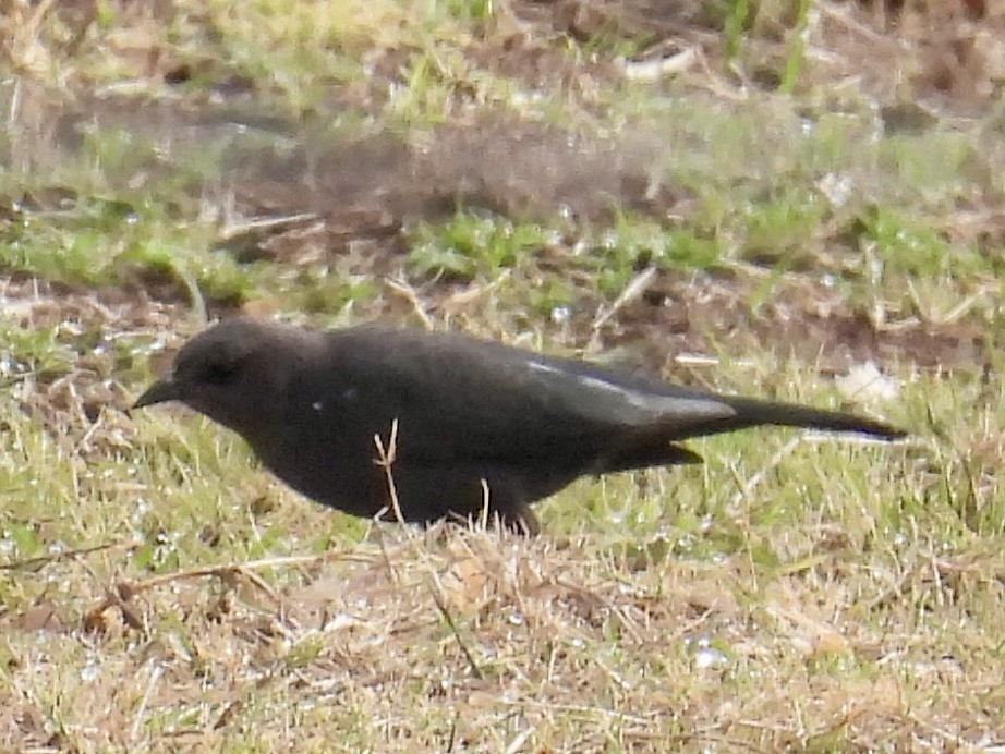 Brewer Karatavuğu - ML647180254