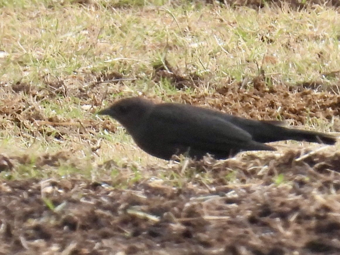 Brewer Karatavuğu - ML647180255