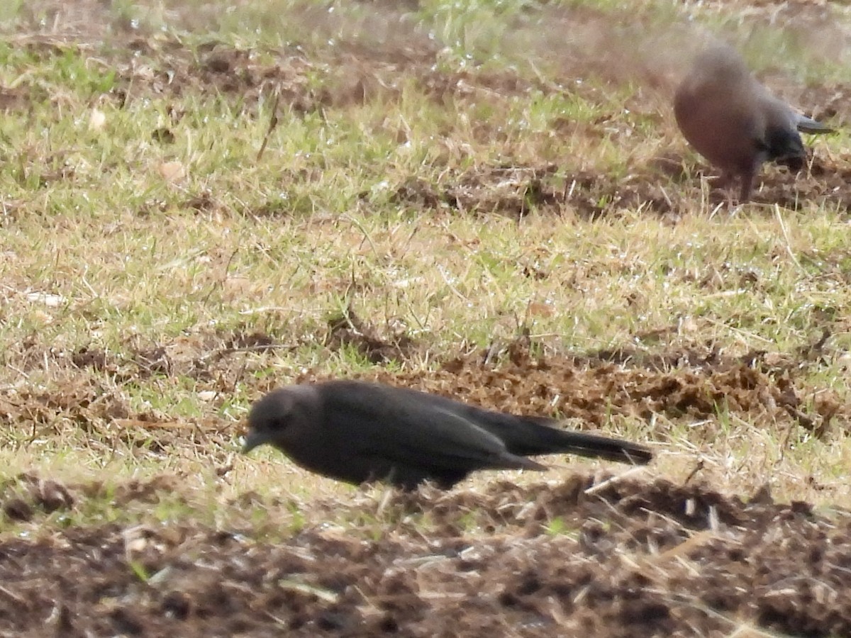 Brewer Karatavuğu - ML647180256