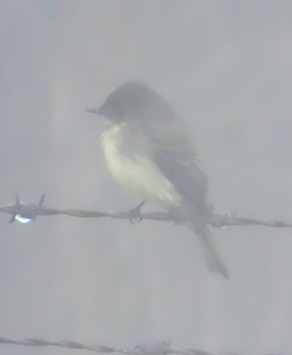 Ak Karınlı Fibi - ML647180262