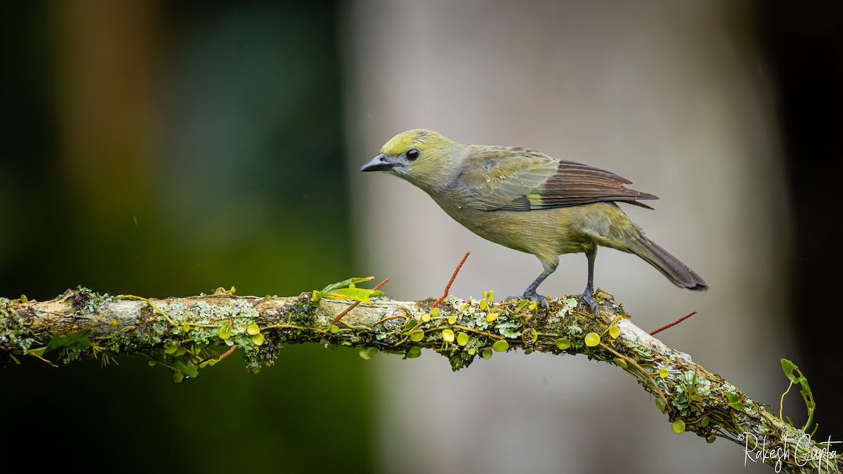 Palm Tanager - ML647180264