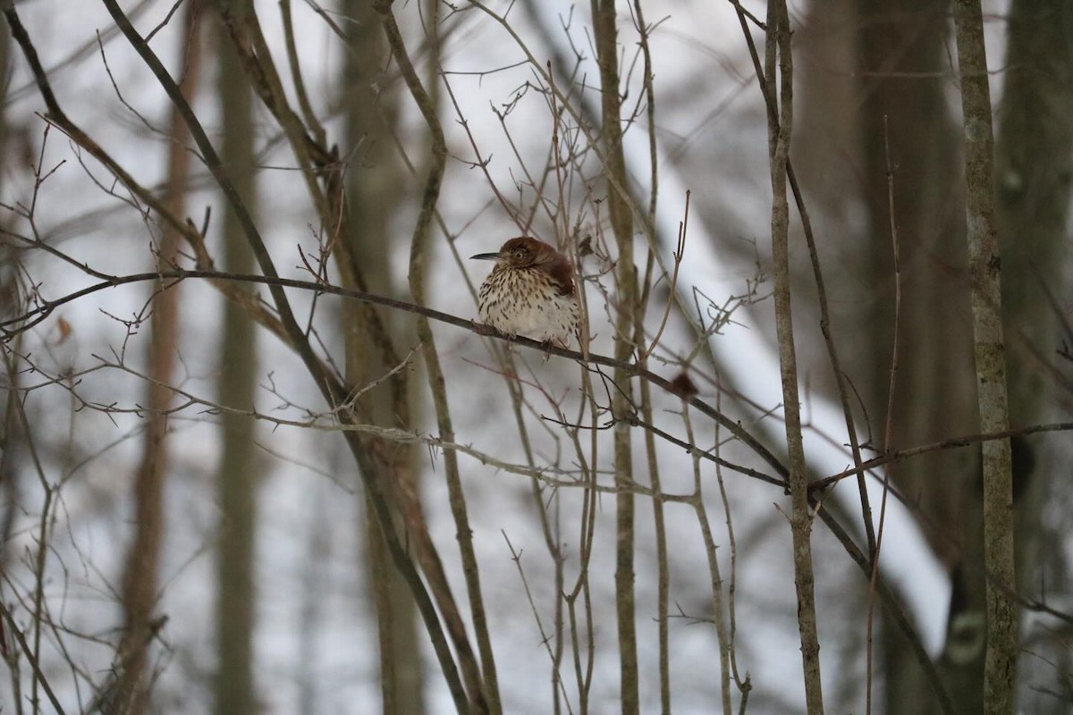 Cuitlacoche Rojizo - ML647180265