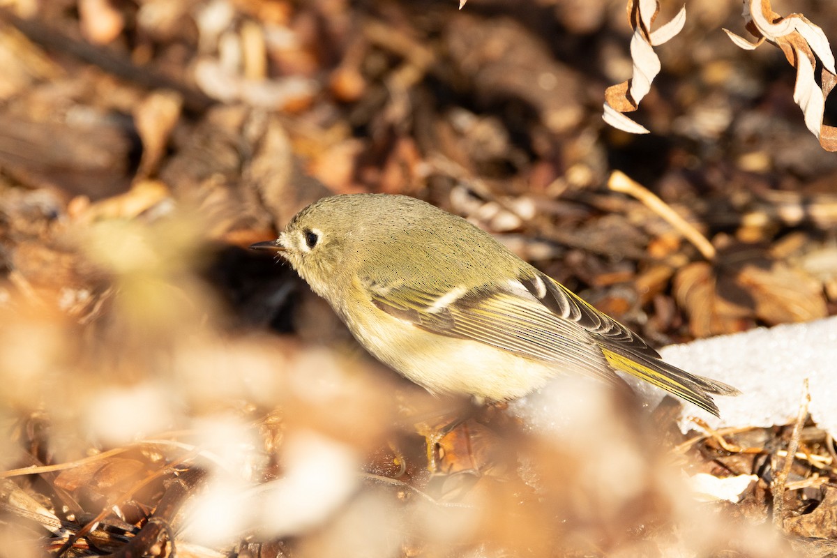Ruby-crowned Kinglet - ML647180268