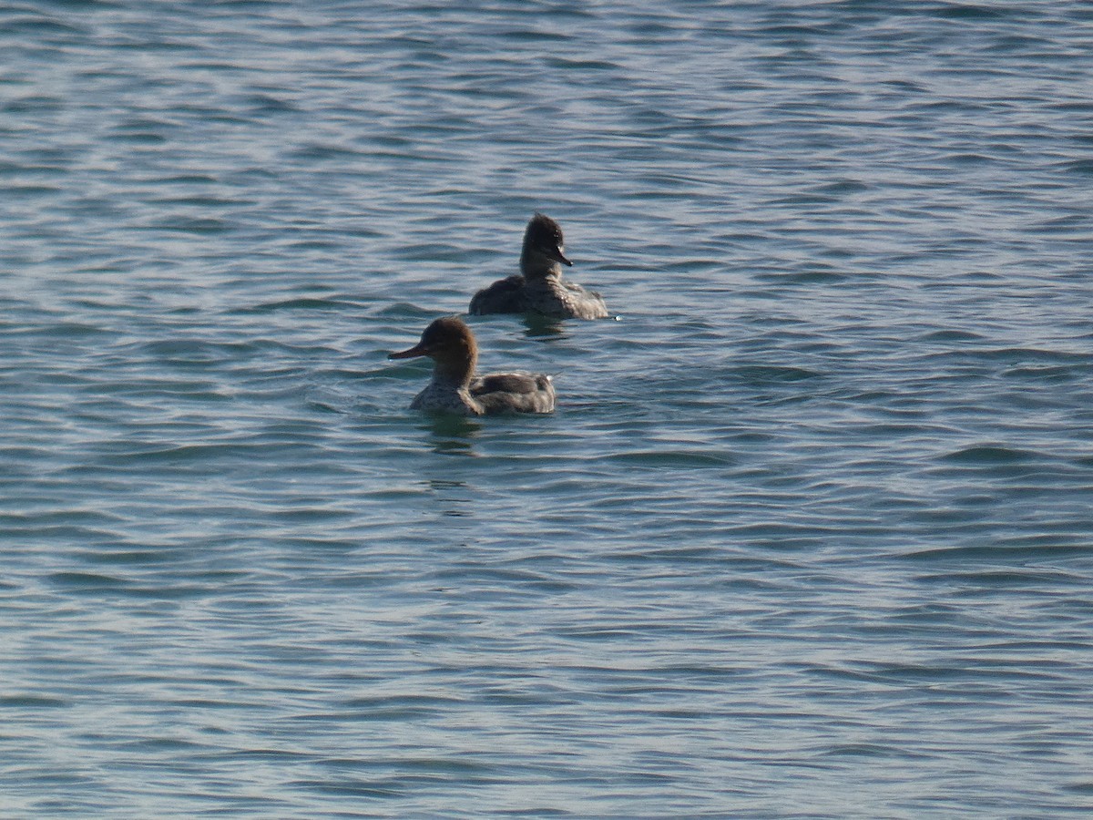 Red-breasted Merganser - ML647180277
