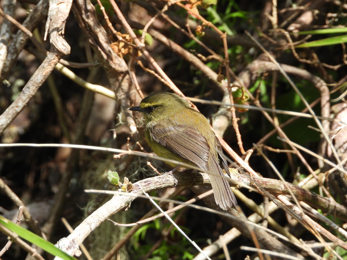 Yellow-bellied Chat-Tyrant - ML647180278