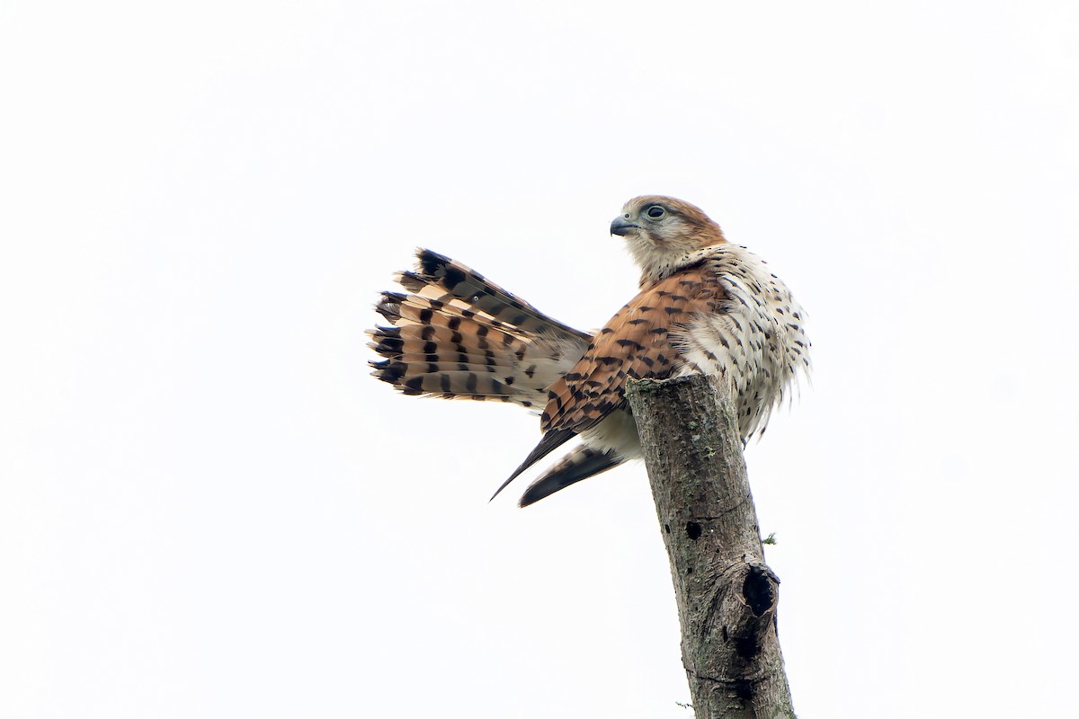 Crécerelle de Maurice - ML647180279