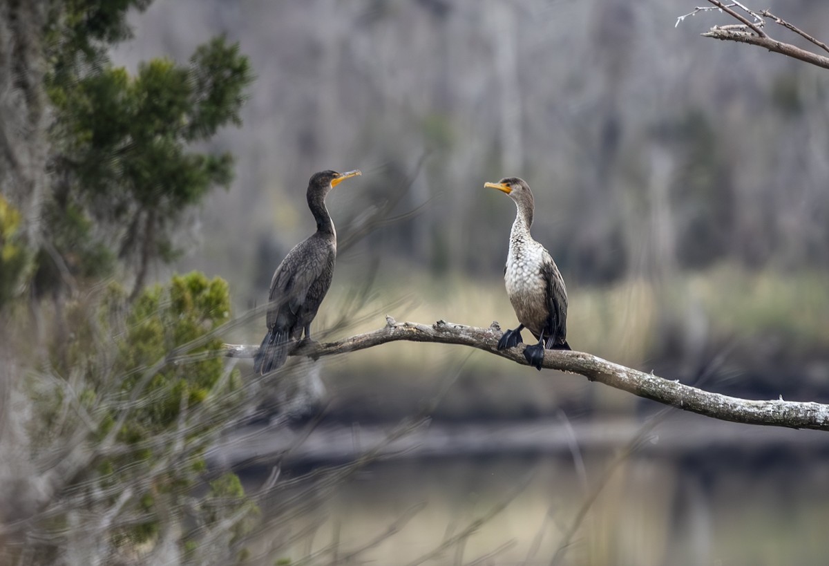 Cormoran à aigrettes - ML647180281