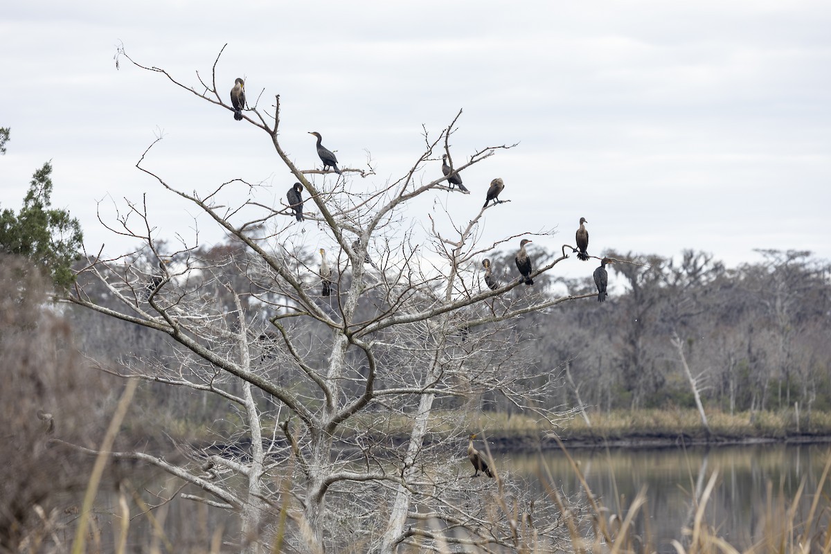 Cormoran à aigrettes - ML647180282