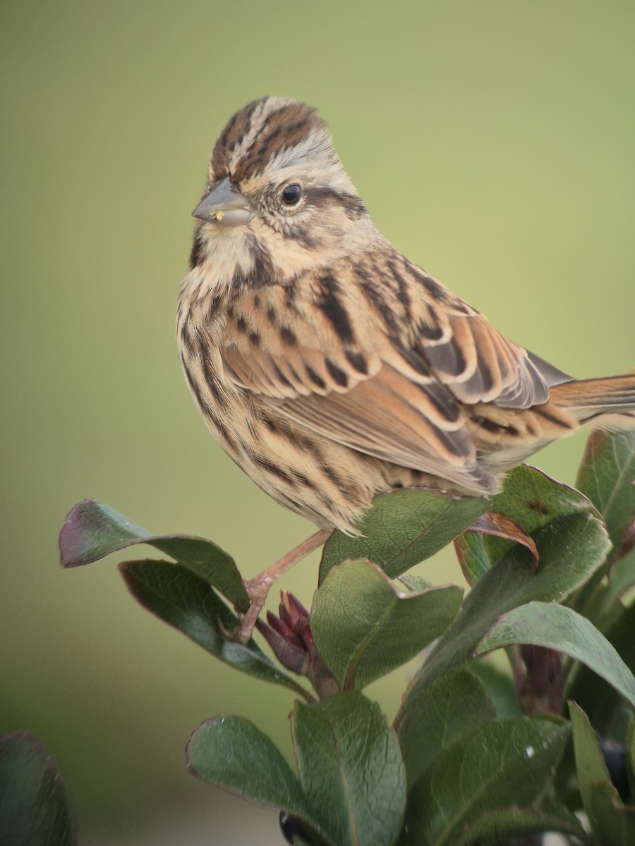 ウタスズメ - ML647180283