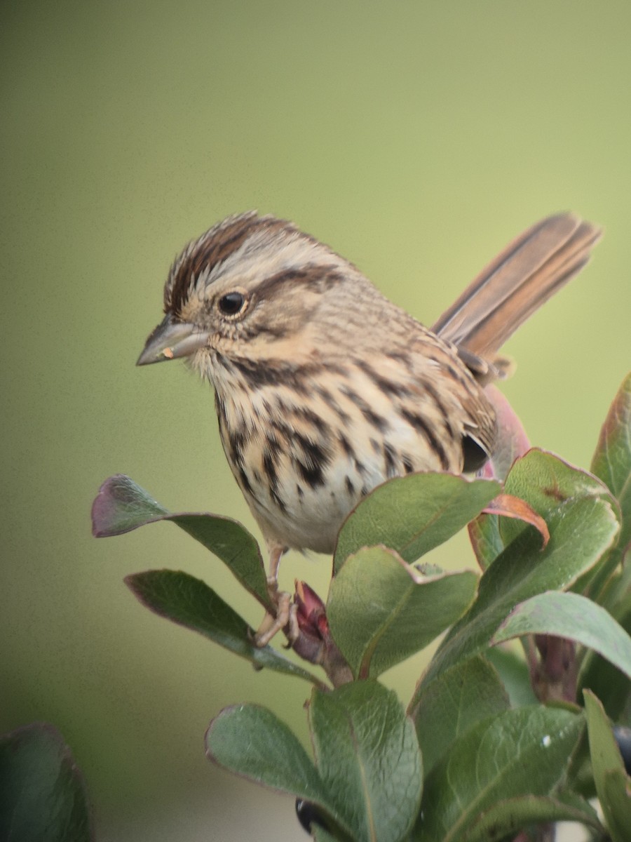 ウタスズメ - ML647180284