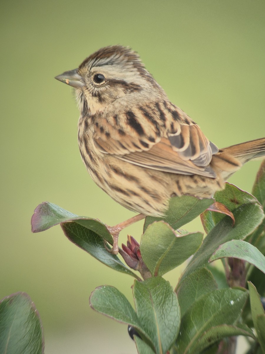 ウタスズメ - ML647180285