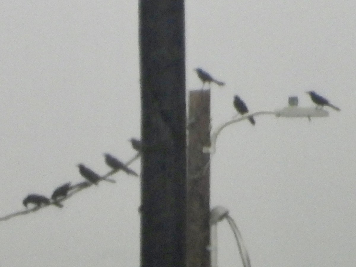 Quiscale à longue queue - ML647180286