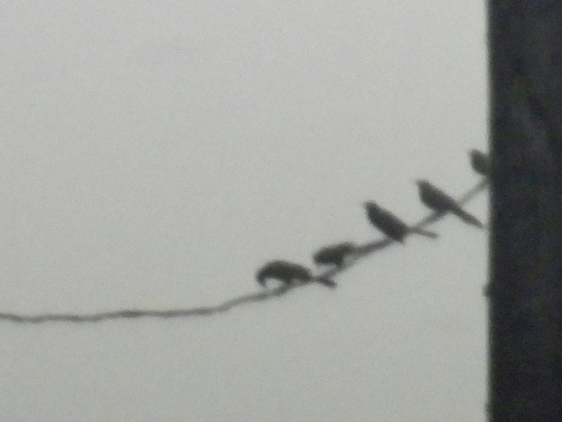 Quiscale à longue queue - ML647180287