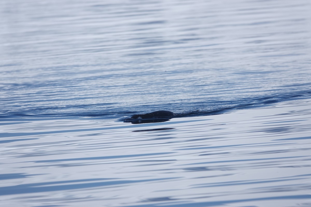 Manchot à jugulaire - ML647180288