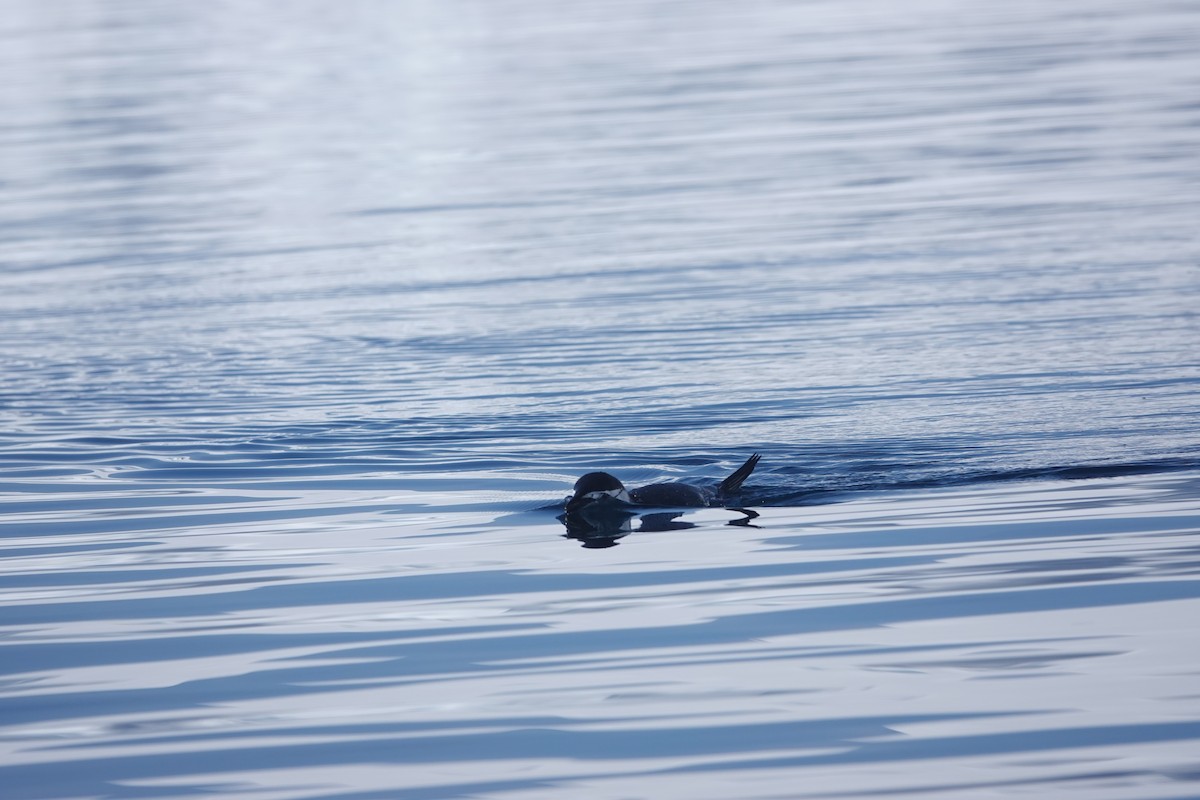 Manchot à jugulaire - ML647180289