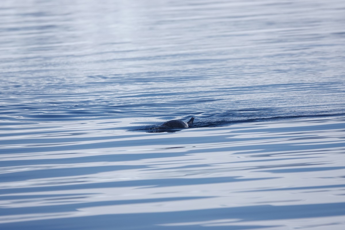 Manchot à jugulaire - ML647180291