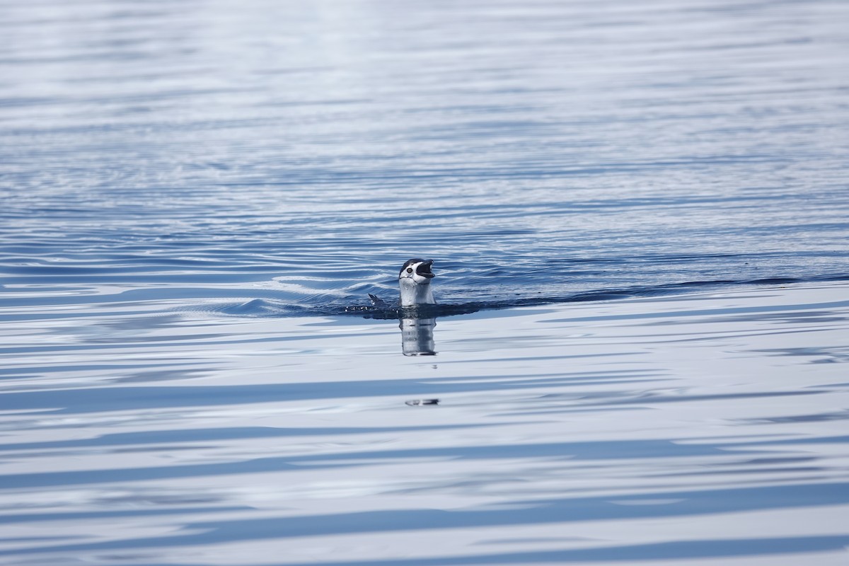 Manchot à jugulaire - ML647180292