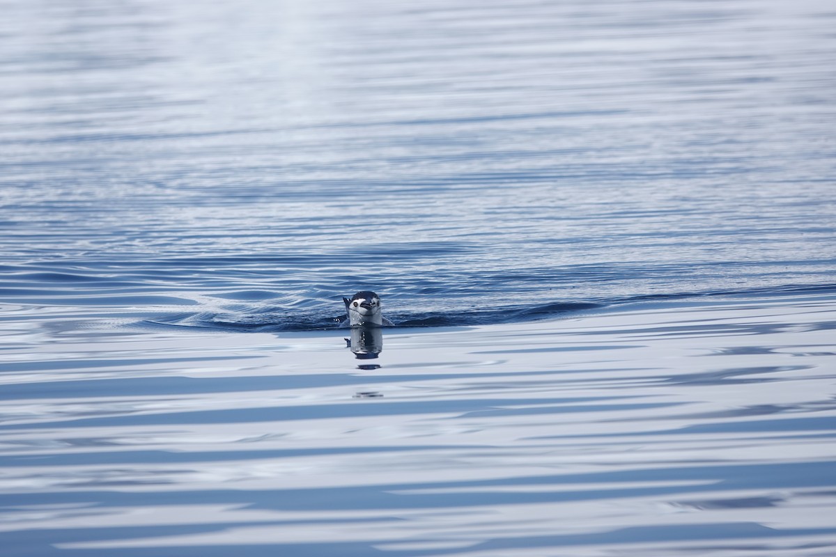 Manchot à jugulaire - ML647180293