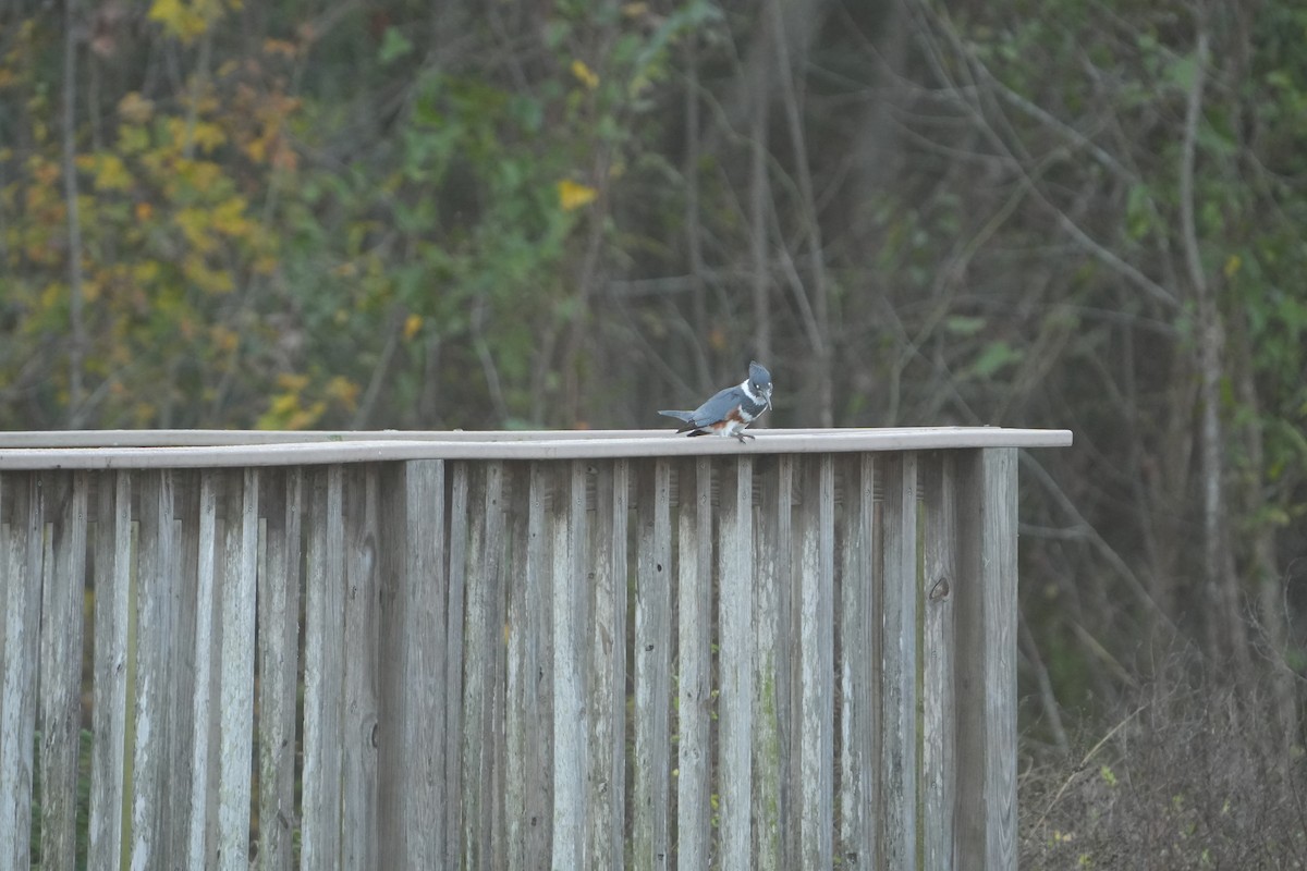 Martin-pêcheur d'Amérique - ML647180294