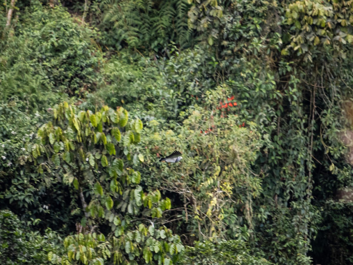 Buse aguia - ML647180296