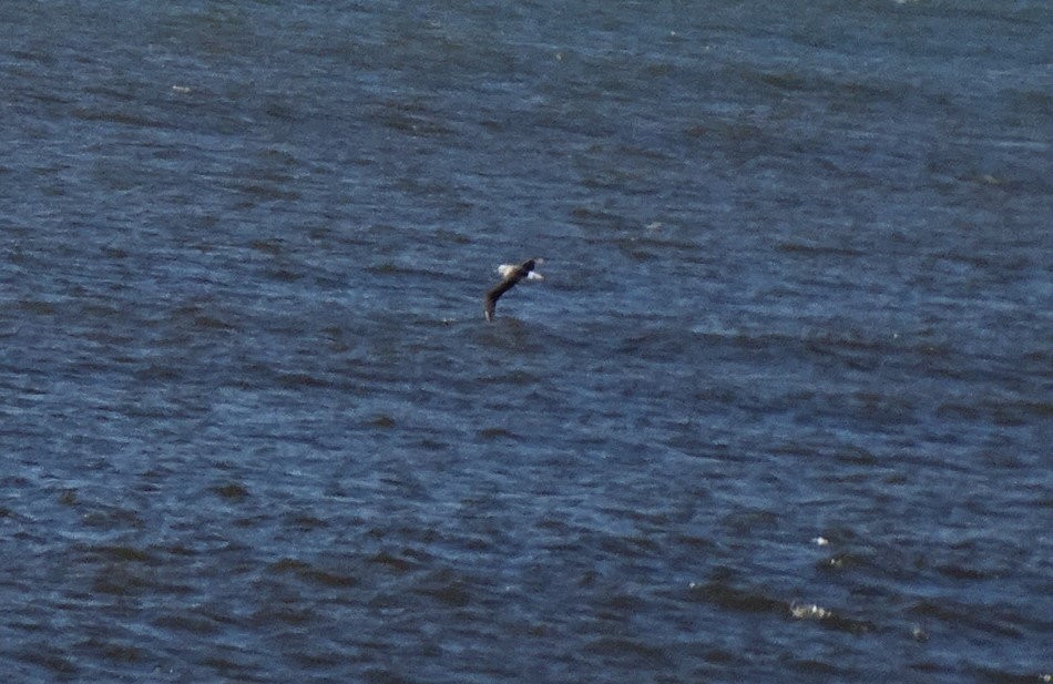 Albatros à nez jaune - ML647180300