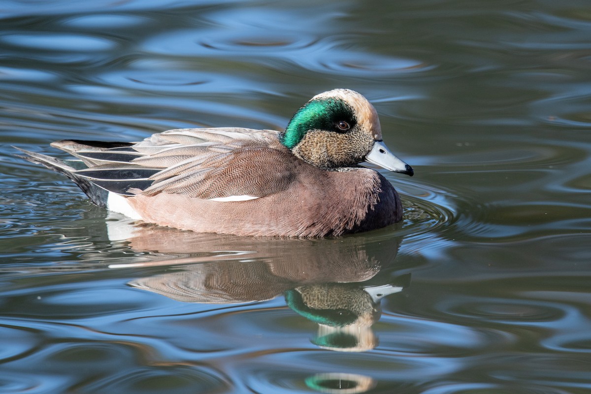 Canard d'Amérique - ML647180301