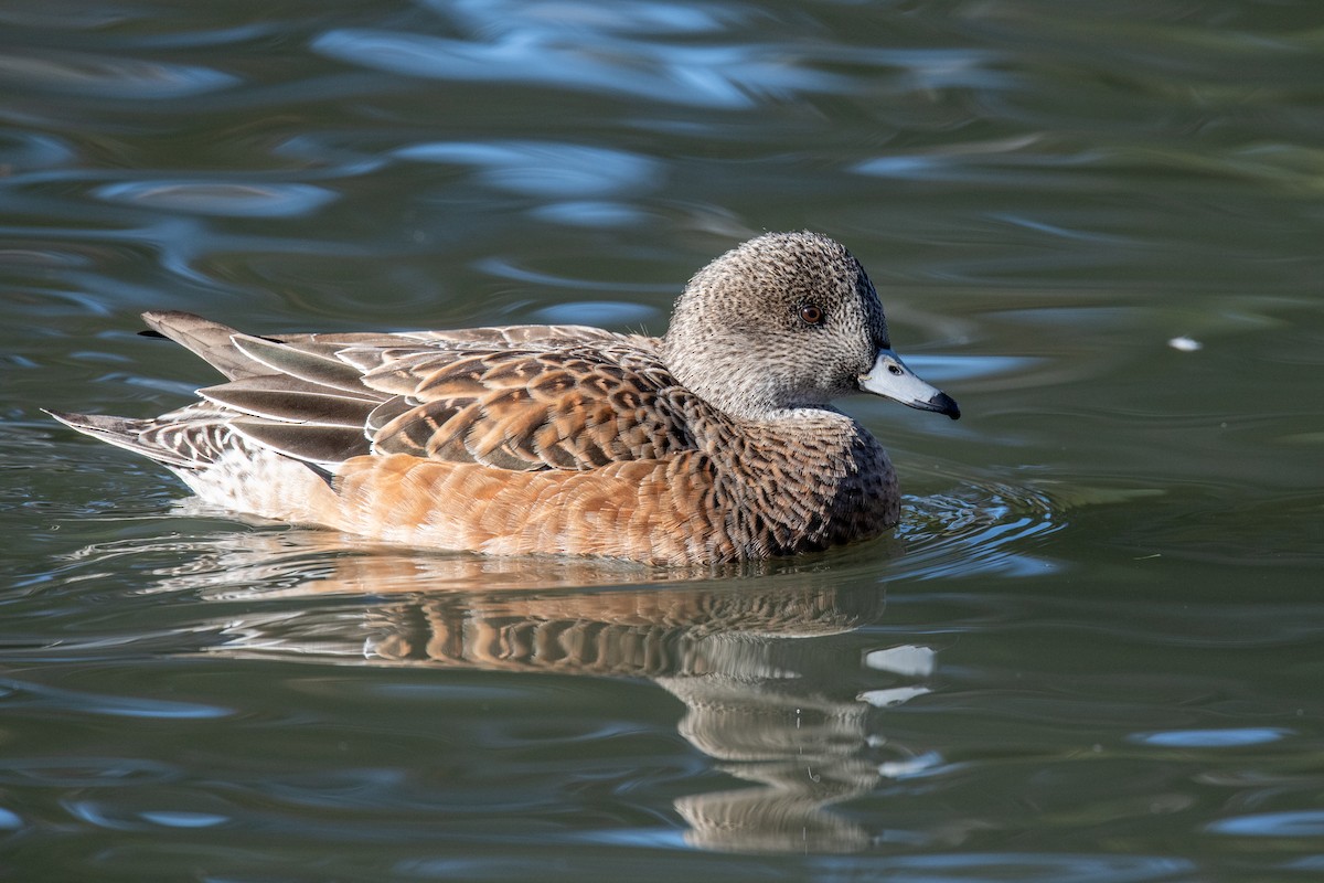Canard d'Amérique - ML647180302