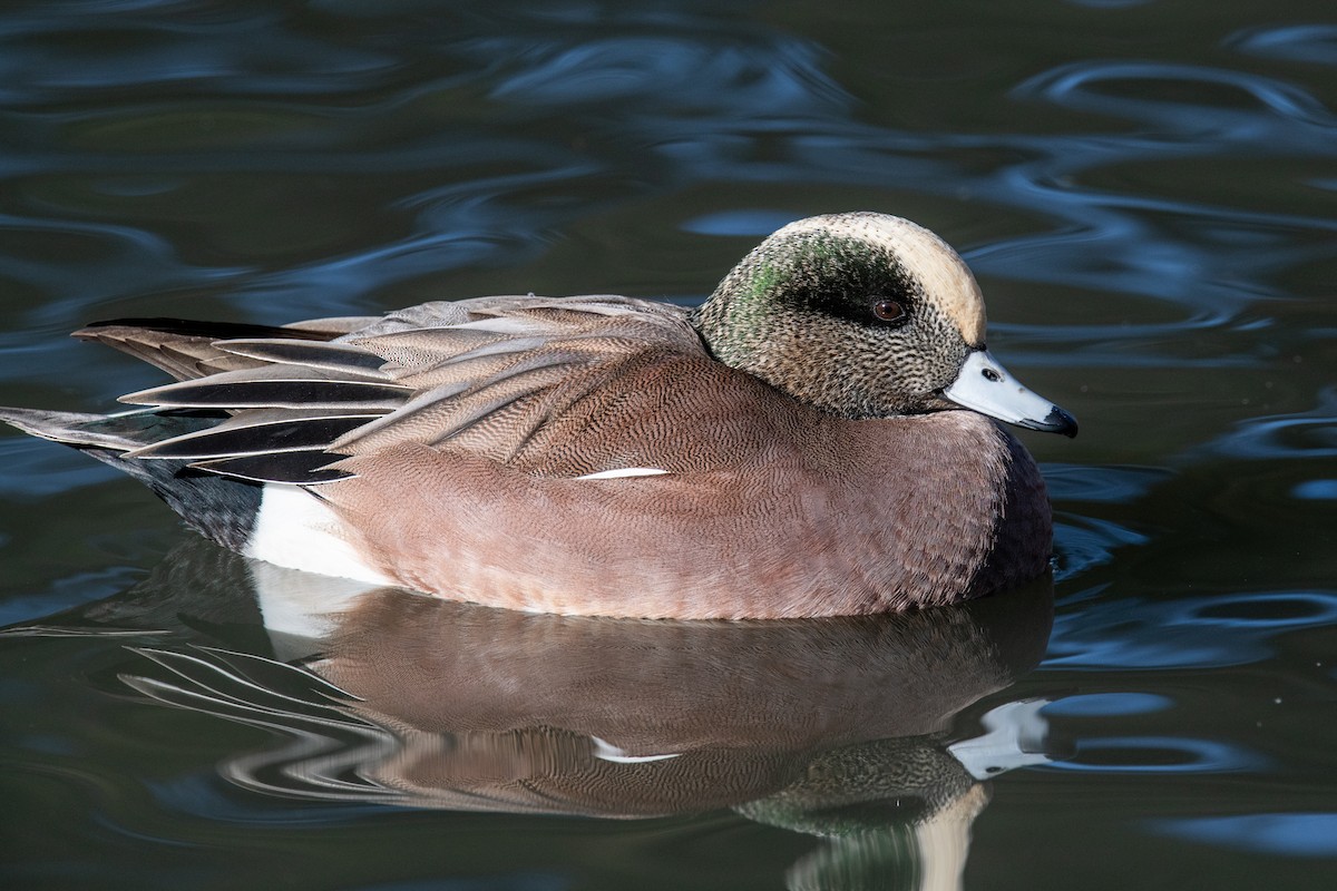 Canard d'Amérique - ML647180303