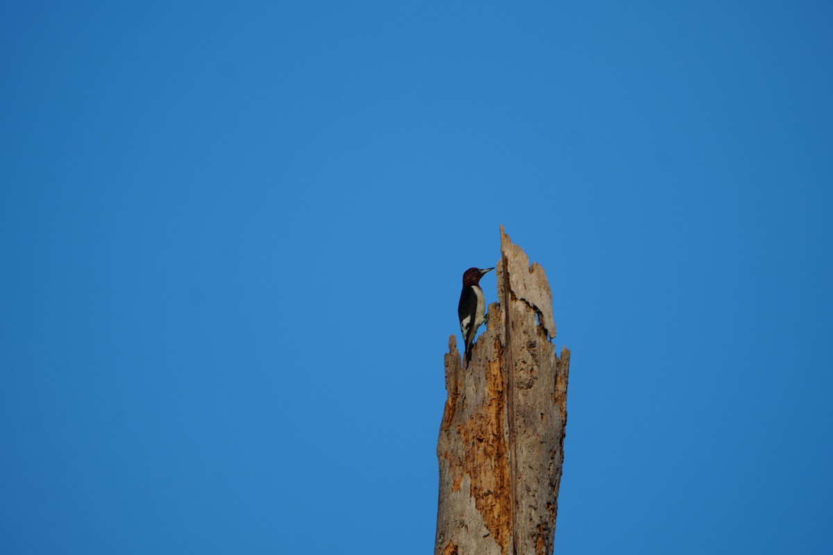 Pic à tête rouge - ML647180305