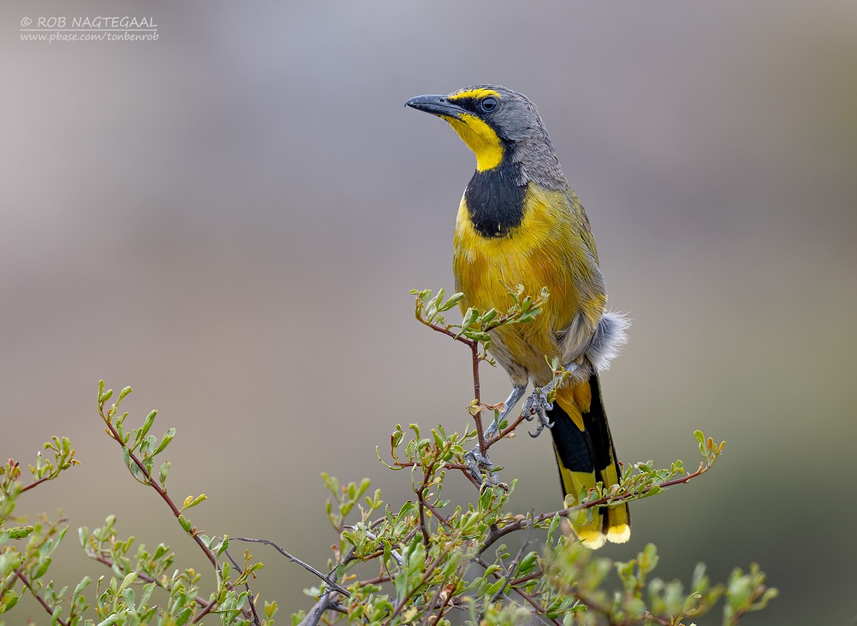 Gonolek bacbakiri - ML647180306