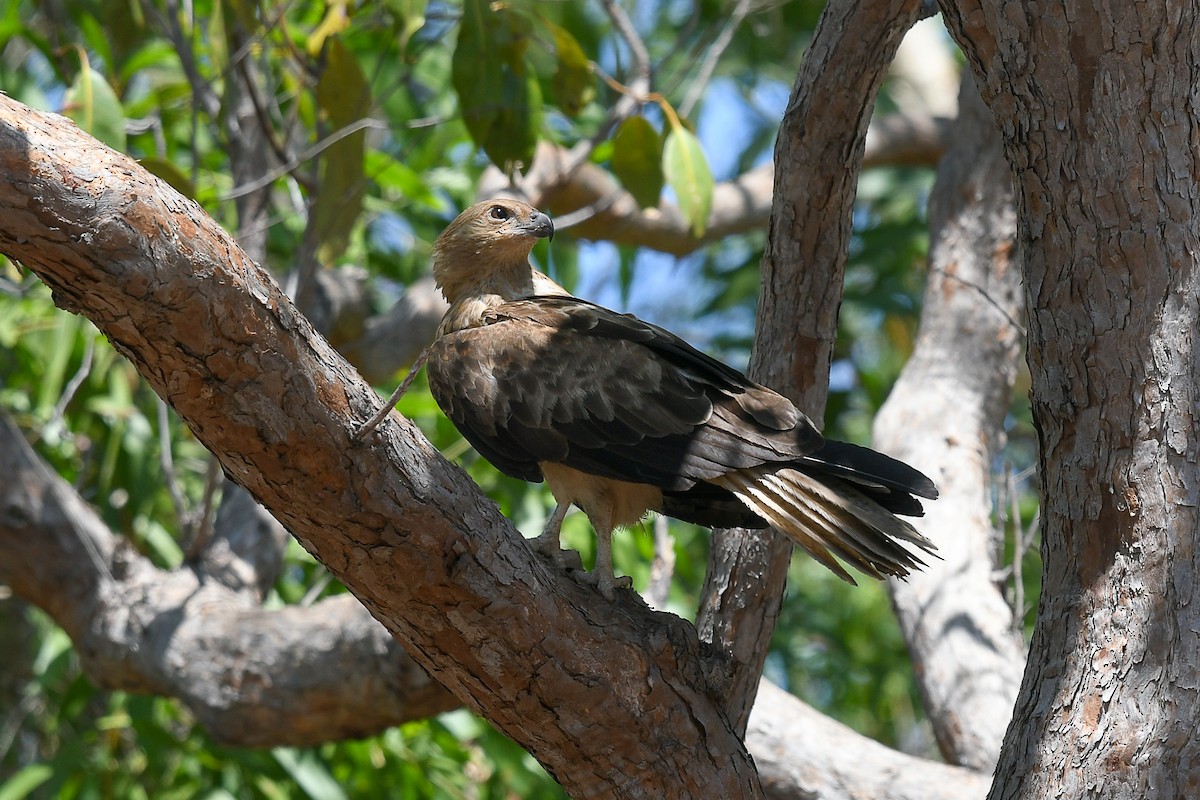 Milan siffleur - ML647180307