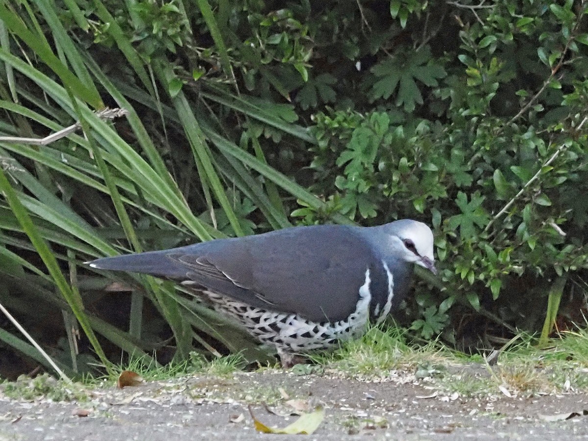 Colombine wonga - ML647180308