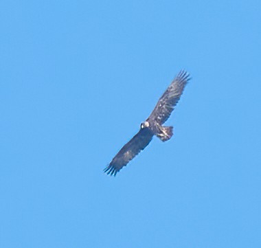 金鵰 - ML647180312