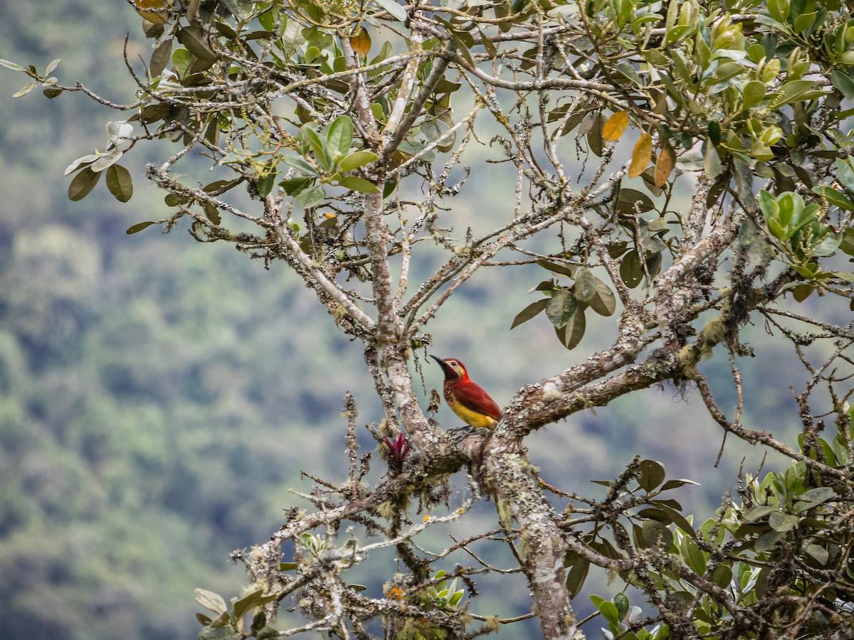 Pic de Rivoli - ML647180315